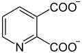 Deutsch: Struktur von Chinolinat (Pyridin-2,3-dicarboxylat) English: Structure of quinolinate (pyridine-2,3-dicarboxylate)