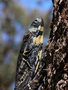 Varanus varius (Lace Monitor)