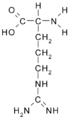 Arginin* (Arg / R)