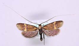 Nemophora bellela