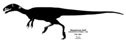 ノアサウルスの骨格図