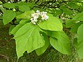 Catalpa bignonioides avec fleurs.