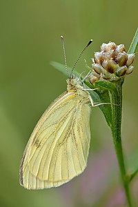 Pieris napi - Kulna