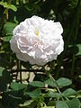 'Maiden's Blush', an Alba rose