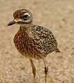 Cape Thick-knee