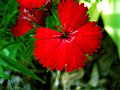 Clavell xinès (Dianthus chinensis)