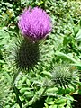 Ordnung:Asternartige Familie:Korbblütengewächse Art:Cirsium vulgare