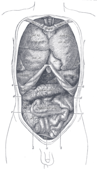 نظرة أمامية للأحشاء الصدرية والبطنية. a. المستوى الوسطي. b b. المستويات الجانبية. c c. مستوى عبر الحديبات. d d. مستوى تحت ضلعي. e e. مستوى عبر البواب (مقاطع للبواب).