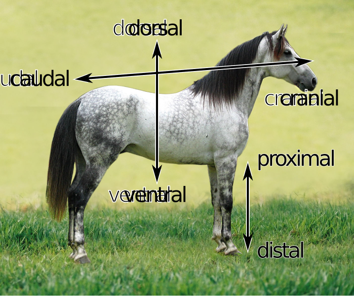 File:Horse Axes -vector.svg