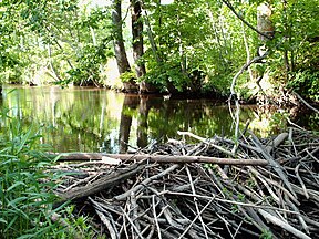 Žvelsa vasarą