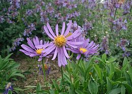 Alpinis astras (Aster alpinus)