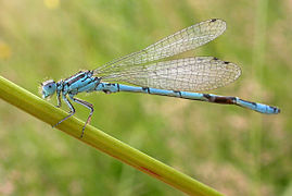 agrion de Mercure.