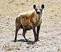 Fläckig hyena (Crocuta crocuta)