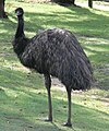 in Lone Pine Koala Sanctuary, Brisbane