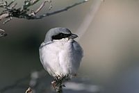 Loggerhead shrike với bộ lông bình thường.