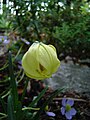 Lilium lophophorum