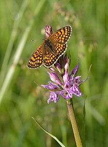 Melitaea phoebe (Knapweed Fritillary)