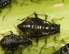 Description de l'image Periphyllus sp. aphids on sycamore (cropped).jpg.