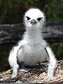 Chick; Midway Atoll, Hawaii