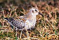 Rock Sandpiper on Aleutian Islands