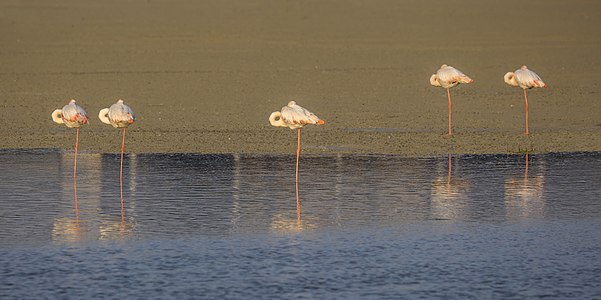 Greater flamingos (Phoenicopterus roseus) resting