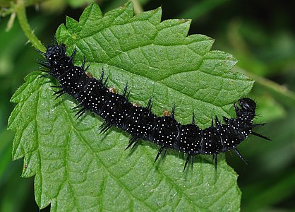 Inachis io (European Peacock), caterpillar