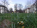 Loeperplatz im Frühjahr 2008