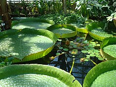 Nénuphar Géant Victoria cruziana