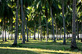 * Nomination coconut trees in Pasikudah, Batticaloa, Sri Lanka--Anton 17 00:39, 7 March 2013 (UTC) * Decline Sorry – not really sharp, looks overprocessed, and partly overexposured. --Kreuzschnabel 17:48, 16 March 2013 (UTC)