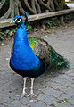 Pavo cristatus, parque de Campo Grande, Valladolid