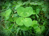 Trifolium repens.