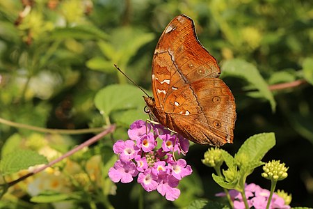 Doleschallia bisaltide (Autumn Leaf)