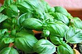 Basil leaves.