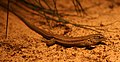 Ameiva leptophrys