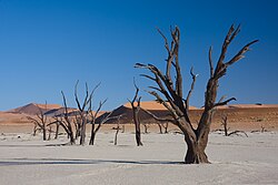 Abgestorbene Akazien im Namib-Naukluft-Nationalpark (von Ikiwaner)