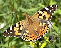 Painted Lady (Vanessa cardui) Distelfalter