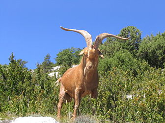 Un bouc, le mâle de la chèvre domestique (Capra aegagrus hircus). (définition réelle 2 048 × 1 536*)