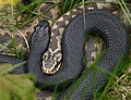 Twee adders waarvan er één melanisch is.