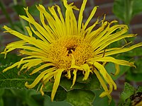 Helianthus atrorubens