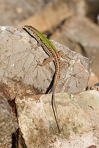 Podarcis sicula (Italian Wall Lizard)