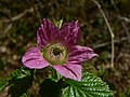 Salmonberry (Rubus spectabilis)