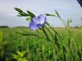 Flax flowers