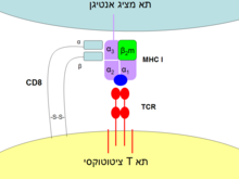 חלקו של CD8 בקשר בין תא T ציטוטוקסי לתא מציג אנטיגן