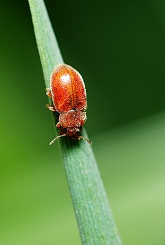 Adult Coccidula rufa