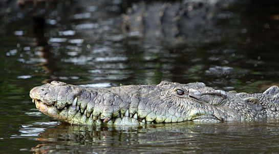 Crocodylus acutus (American Crocodile)