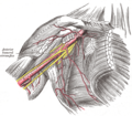 The axillary artery and its branches