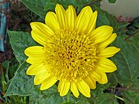 Helianthus decapetalus