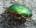 Ordnung:Käfer Familie:Rosenkäfer Art:Cetonia aurata Geschlecht:Fehlt noch