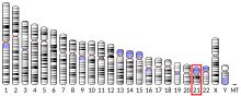 Ideogram human chromosome 21.svg