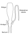 Image 25Stylized diagram of insect digestive tract showing malpighian tubule, from an insect of the order Orthoptera. (from Insect morphology)